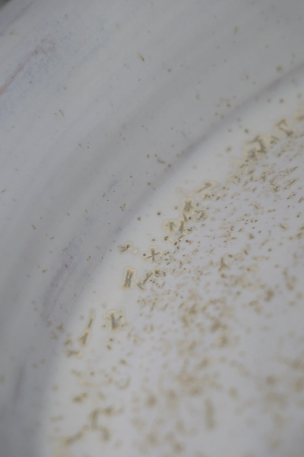 Plate called “sparkly pollen”