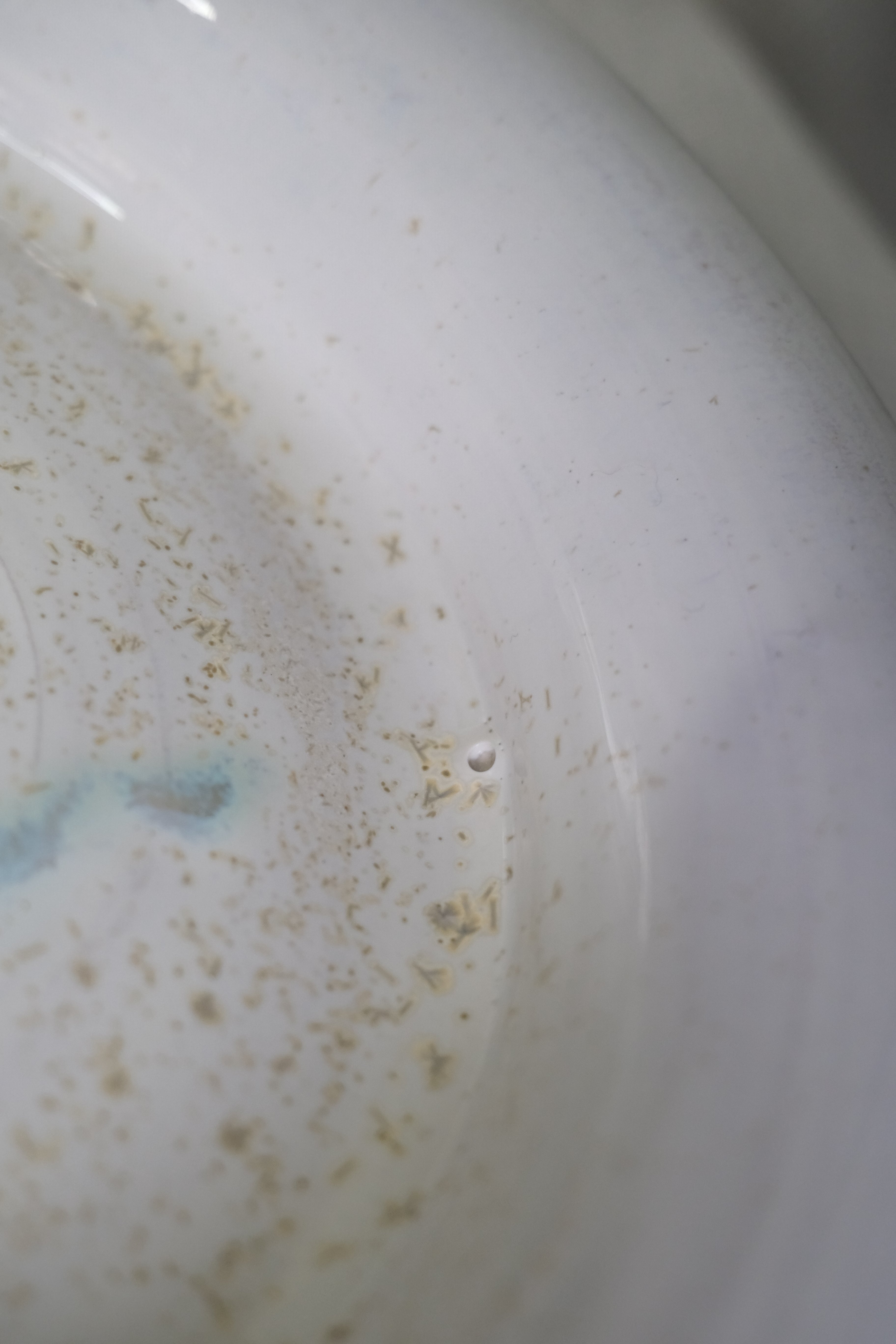 Plate called “sparkly pollen”