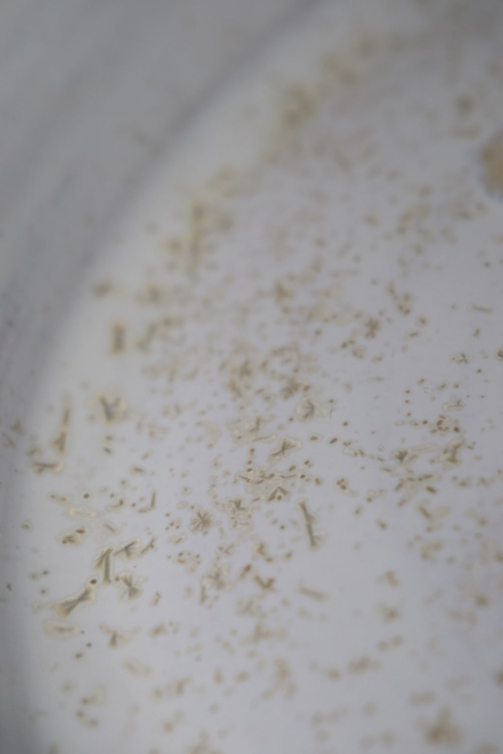 Plate called “sparkly pollen”