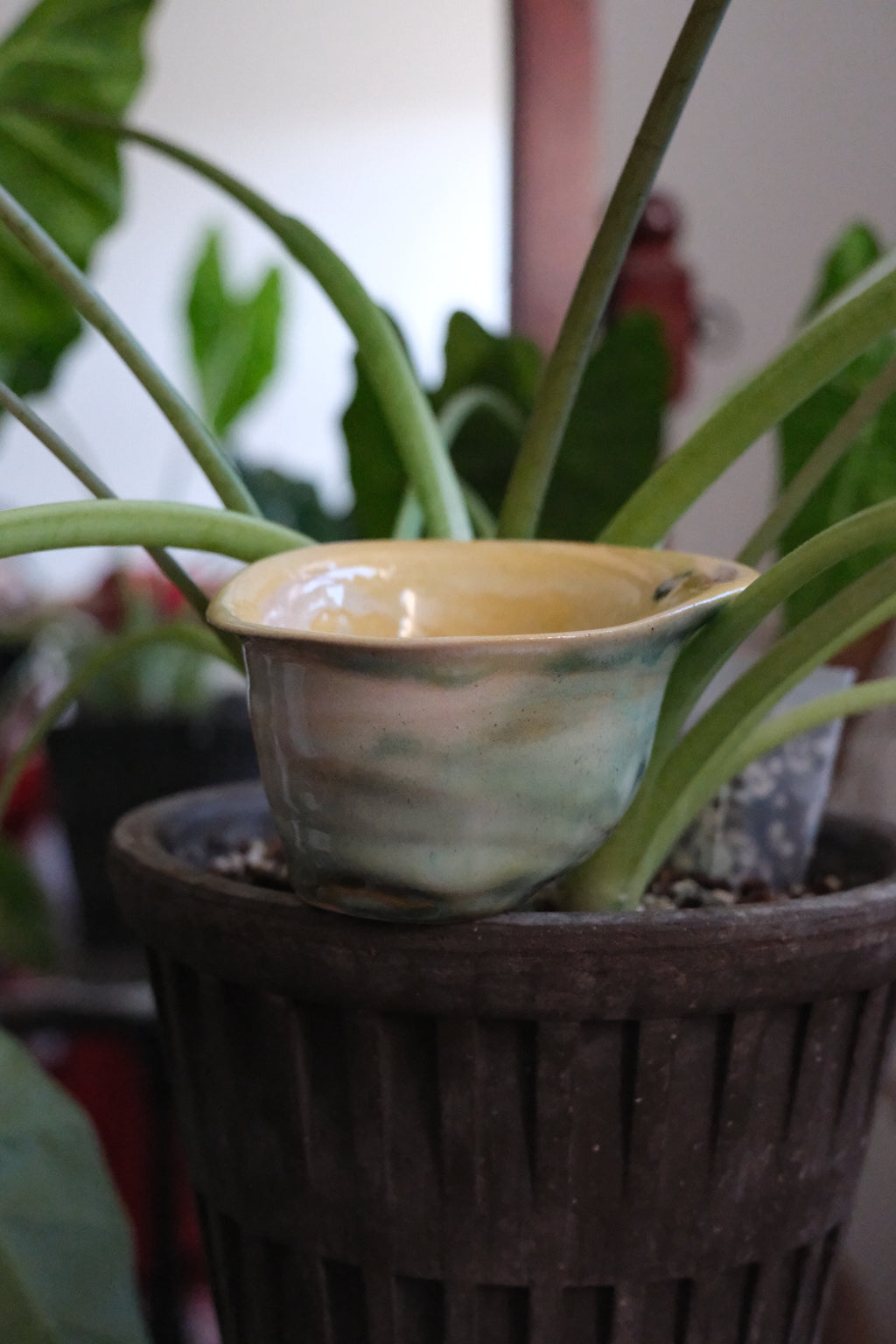 Container called “ miss calla lily “