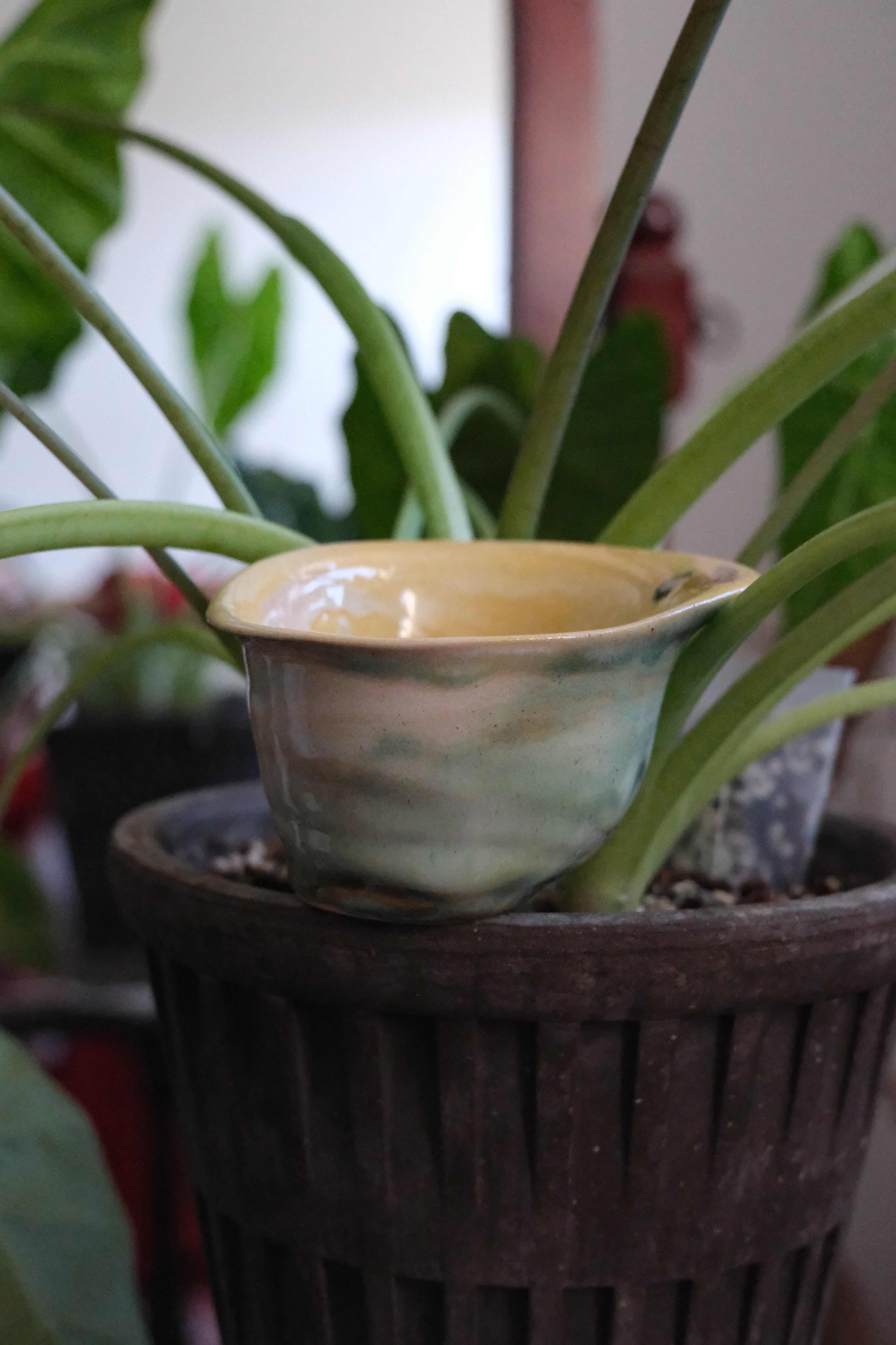 Container called “ miss calla lily “