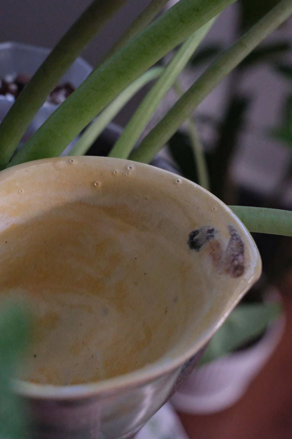 Container called “ miss calla lily “